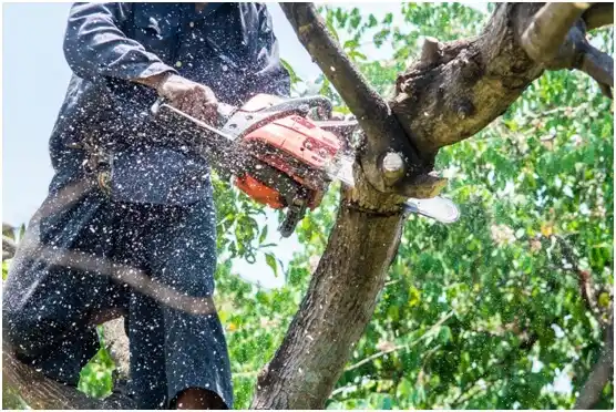 tree services Bountiful